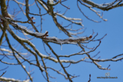 C1-Z72_6271