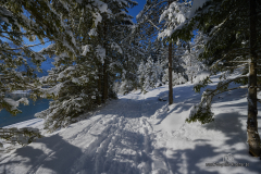 C1-Z72_6352