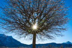 Baum-C1-Z72_6237-1-Kopie